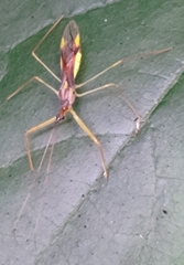 Epidaus sexspinus