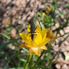 Chauliognathus lugubris