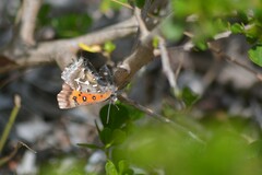 Searsia laevigata