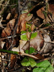 Acianthus sinclairii