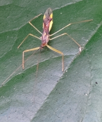 Epidaus sexspinus