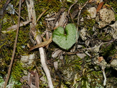 Acianthus sinclairii