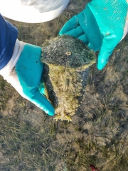 Dolabella auricularia