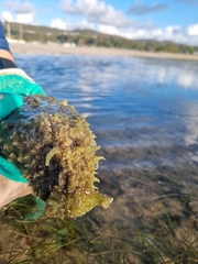 Dolabella auricularia