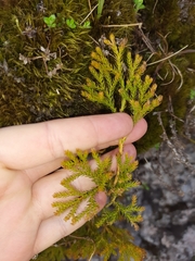 Austrolycopodium fastigiatum