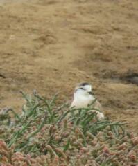 Charadrius marginatus