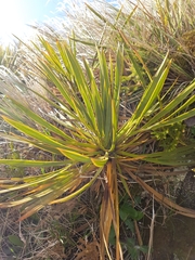 Aciphylla aurea
