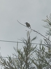 Lichmera indistincta