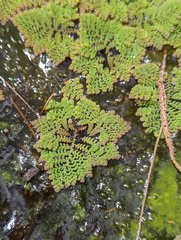 Azolla pinnata