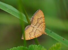 Chrysolarentia correlata