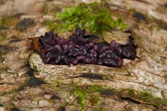 Ascocoryne sarcoides