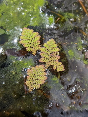 Azolla pinnata