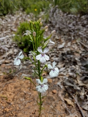 Isotoma hypocrateriformis