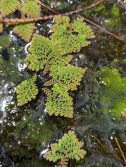 Azolla pinnata
