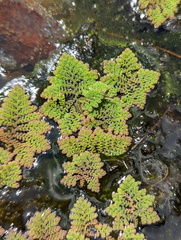 Azolla pinnata