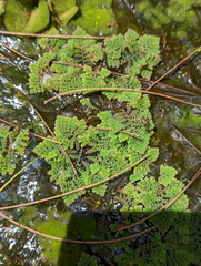 Azolla pinnata