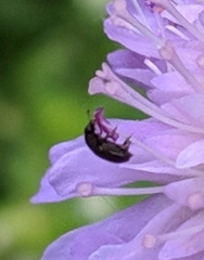 Brassicogethes aeneus