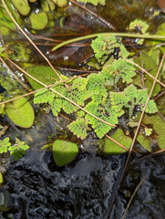 Azolla pinnata