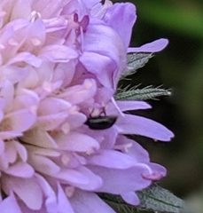 Brassicogethes aeneus