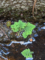 Azolla pinnata