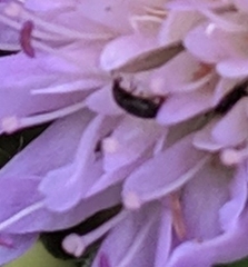 Brassicogethes aeneus