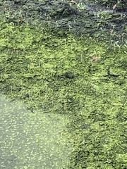 Salvinia minima