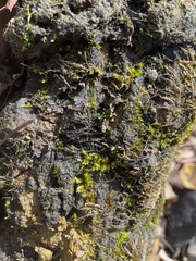 Calliergonella cuspidata