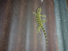 Gekko gecko