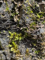 Calliergonella cuspidata