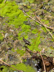 Azolla pinnata
