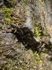 Calliergonella cuspidata