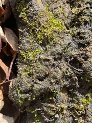 Calliergonella cuspidata