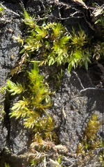 Calliergonella cuspidata