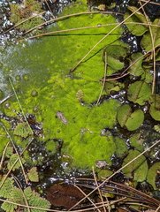 Chlorophyta