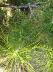Pinus clausa