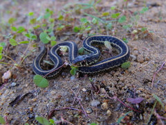 Thamnophis sirtalis annectens