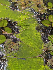 Chlorophyta