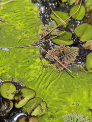 Chlorophyta