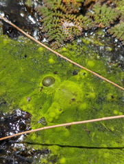 Chlorophyta