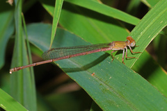 Ceriagrion aeruginosum