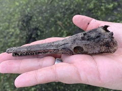 Lepisosteus oculatus