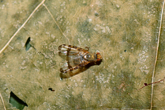 Sphenella marginata