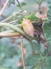 Agapophyta bipunctata
