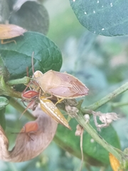 Agapophyta bipunctata