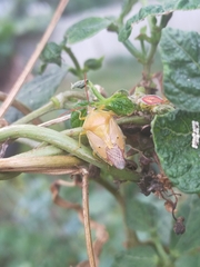 Agapophyta bipunctata