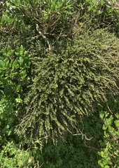 Melicytus