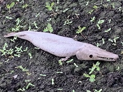 Atractosteus spatula