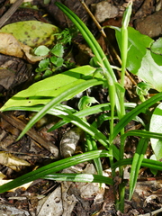 Pterostylis graminea