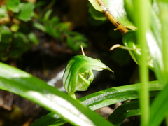 Pterostylis graminea