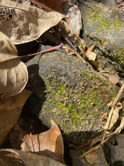 Ptychostomum pseudotriquetrum